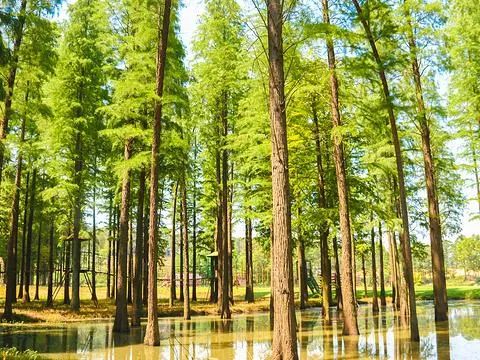 【千千春节专享特惠 南京平山荣逸独栋别墅】1888元享三室独栋别墅6人套餐,2488元享四室独栋别墅8人套餐,2988元享五室独栋别墅10人套餐,精品别墅房+平山森林公园门票+自助早餐,悠然惬意好生活,圆你新年“墅”愿、阖家团圆梦!