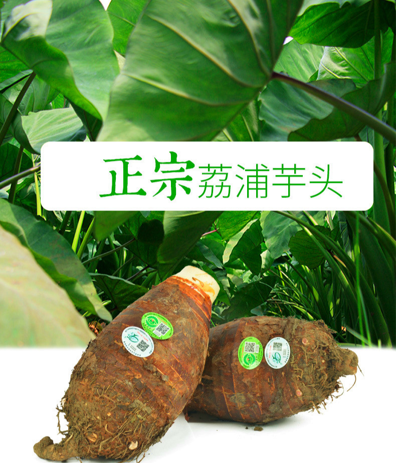 【乾隆钦点·皇室贡品】连乾隆皇帝也是它的忠实粉丝!仅29.9元抢【荔浦芋头】5斤中果装,现挖现发,粉糯香甜,健脾祛湿,进补好食材!入口即化的“贡品级”荔浦芋头,一秒甜进你心窝!