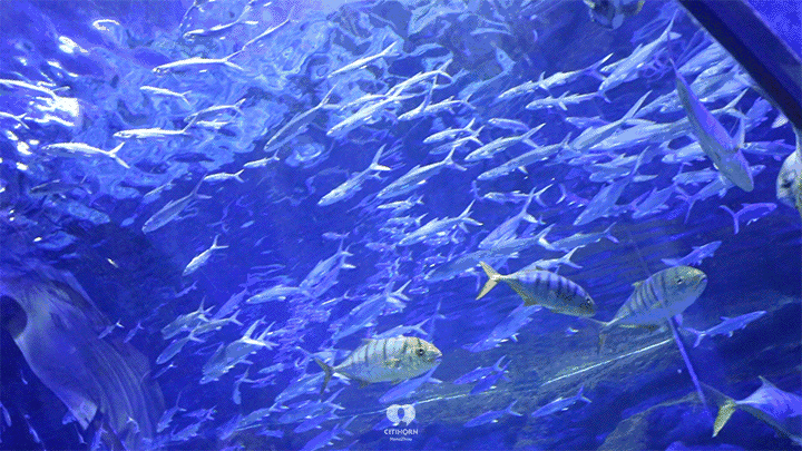 一卡在手嗨翻寒假!超萌的小动物,正在寒假等着你呀~一起探索新世界呀!