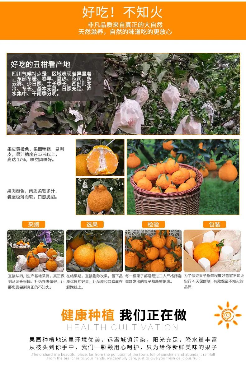 【千千生鲜丨国家地理标志产品-四川不知火丑橘】“柑橘皇后”,好吃不上火!仅29.9元=净重8.5-9斤抢价值79元不知火丑橘!一口爆汁,肉质鲜嫩,爽口化渣!