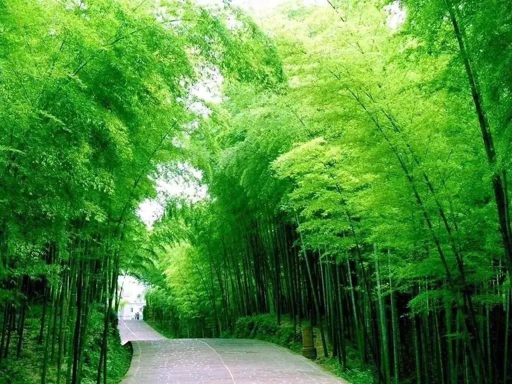 【温泉•滑雪•萌宠】【安吉·君澜度假酒店】上山做神仙,逍遥又自在!仅499元享2天1晚田园房+双人温泉+双早套餐!被绿水青山包裹的星级度假酒店,110亩占地面积,17座私汤池,还有兔子园,孔雀园,儿童乐园……静心万亩竹海间,避世滑雪泡汤池!