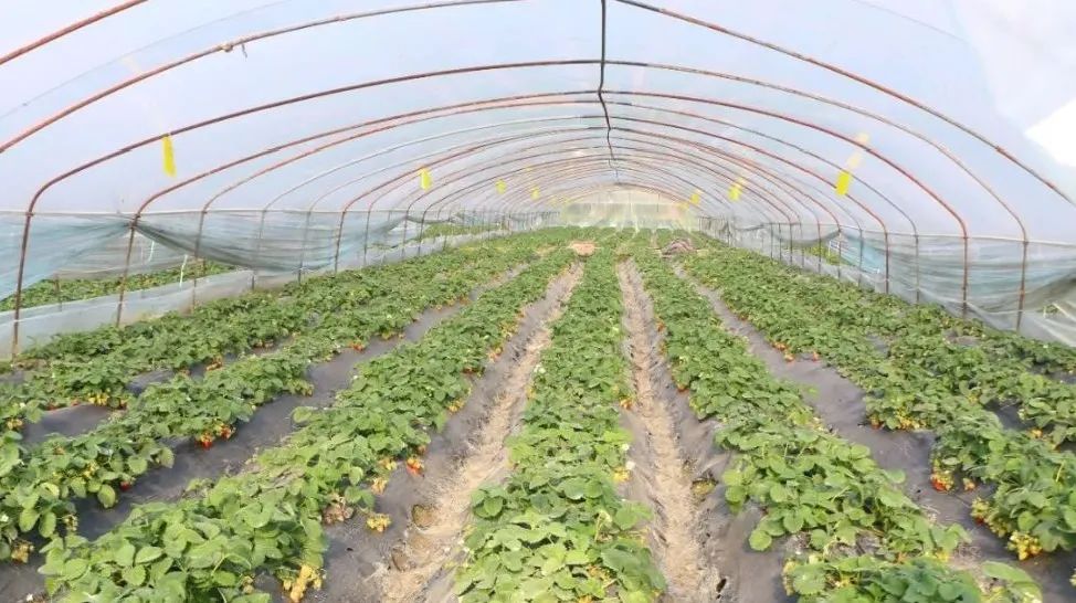 【清明节周末即买即用~谷洲草莓园亲子采摘~红谷滩·新建区2店通用】29.9享2大1小采摘套餐,进园可免费品尝,可带走1斤!回归田园生活,品味采摘乐趣!大小朋友齐上阵!