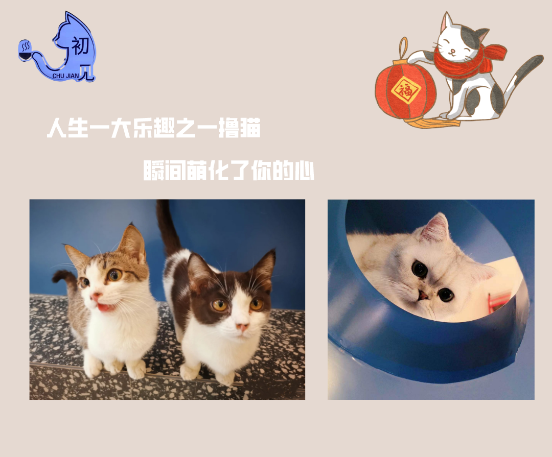 【无需预约·初见猫咪】撸猫的乐趣谁能拒绝!仅需19.9/29.9元即可享门市价136/186元双人撸猫门票/撸猫门票饮料套餐,双人撸猫门票两张+桌游区、电玩区(PS4、任天堂switch)畅玩一个半小时+猫零食一份