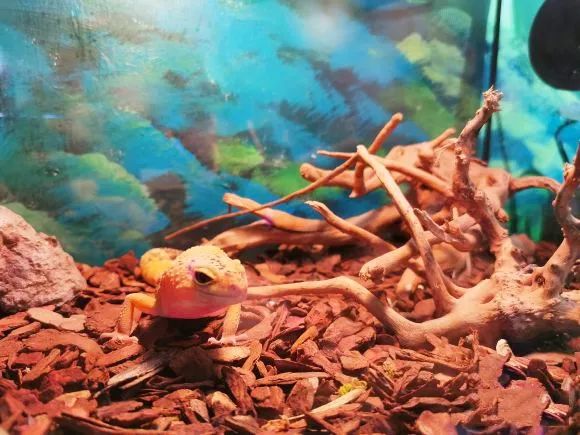 【西北shou家·室内动植物主题·亲子互动乐园 】3500㎡+60余种动物+100余种绿植蔬果~98元抢【Mini Zoo 萌宠王国】1大1小亲子票~138元抢2大1小家庭票!全实景打造,还原动物生态家园~