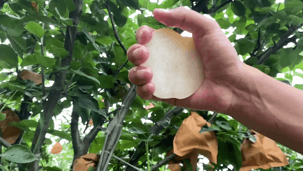 【百梨之王丨一口润喉止咳】超100000人称赞,爆甜无渣,可食用率高达91%!仅29.9元抢价值39元的山东秋月梨!产地直发,洁白晶莹,肉多核小~爆甜多汁的冰糖秋月梨,咬着喝梨汁!