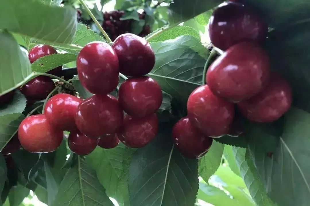 【千千生鲜 | 商家50万保证金保证 | 厚脆多汁瑞吉娜车厘子】听得见的“咔嚓”爆汁声,香甜四溢!168元抢购门市价388元的瑞吉娜车厘子JJJ原箱五斤装!肉厚脆甜,鲜美度爆表~