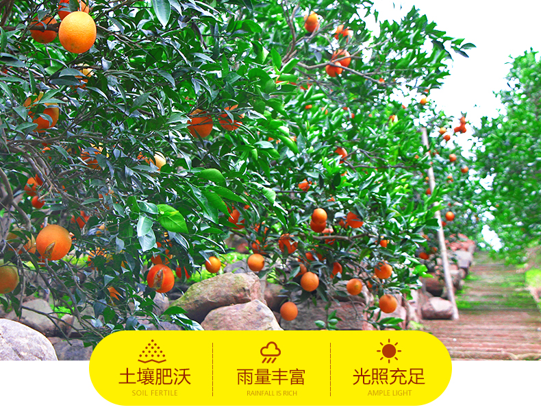 【方联与您一起嗨购双12|基地抄低价直供】仅14.8元=5斤,19.9=9斤抢麻阳冰糖橙!冬季维C之王,纯甜爆汁,比喝橙汁还过瘾