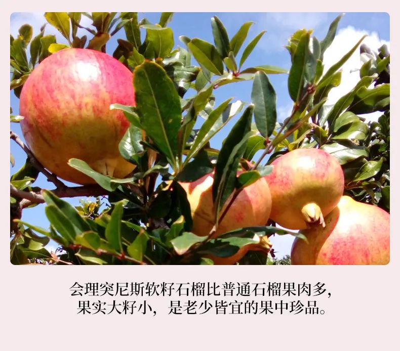 【今年最后一批会理石榴 |可以喝的“雅诗兰黛”,吃1个=1次皮肤保养】仅29.9元=5斤抢门市价39.9元会理突尼斯软籽石榴,汁多味甜,一口爆汁,公认的美容养颜佳果~