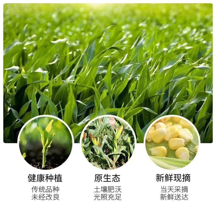 鲜!甜!脆!嫩!颗颗爆甜浆的云南水果玉米王!可以生吃的新鲜水果玉米(保温袋+保鲜膜6-10根)净重4.5-4.8斤仅29.9/32.9元~