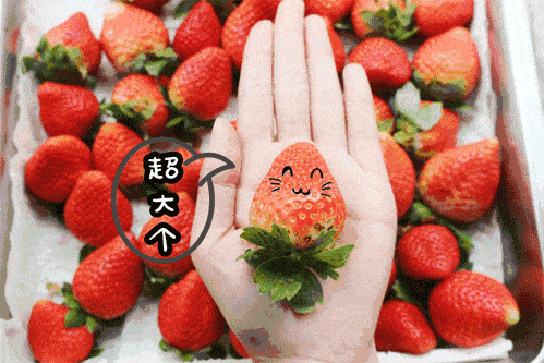 【40家通用·丹比圣诞蛋糕】圣诞来袭,品尝源自源于丹麦、比利时的纯正欧洲风味的艺术蛋糕。仅需29.9元尊享【小五寸淡奶油圣诞小蛋糕三选一】圣诞雪人草莓蛋糕/巧克力圣诞树蛋糕/圣诞老人萌脸蛋糕 。今冬过一个不一样的圣诞,送自己一份甜甜的礼物~~~