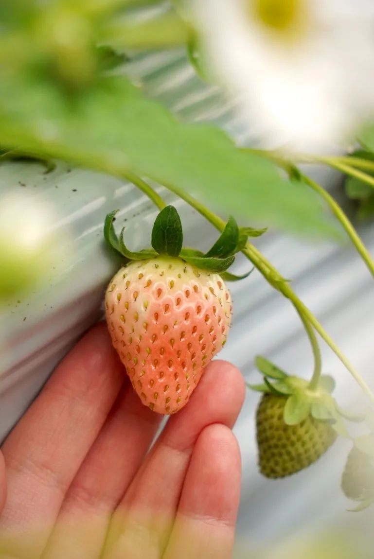 【杭州天域开元观堂】春节通用,不出杭州领略:摘草莓,写对联,舞龙祈愿,射箭游湖,逛吴越集市,感受年味十足的原生态度假体验!仅499元抢门市价2439元山景露台房(大/双床)1间夜!领略吴越文化,参与春节活动,实现草莓自由!