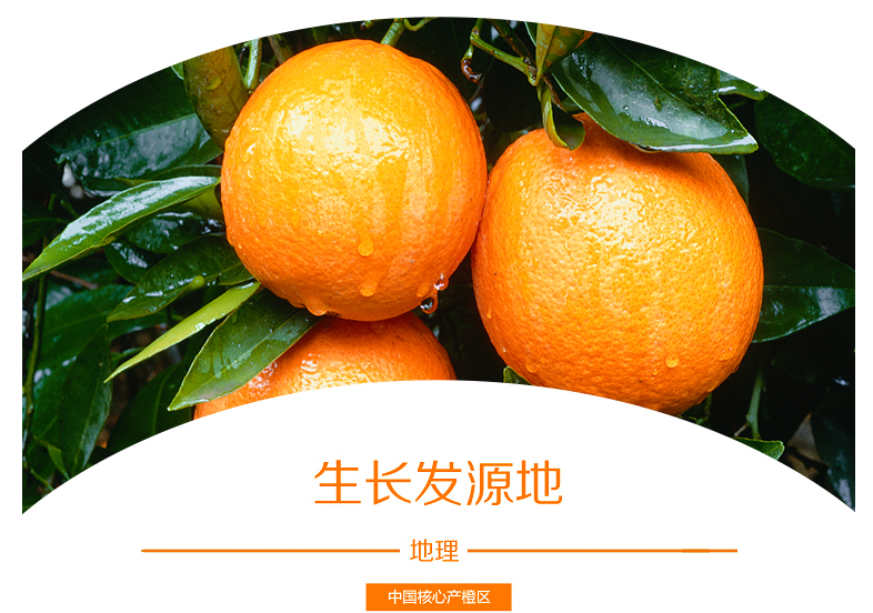 【国家地理标志产品丨橙子中的爱马仕】仅19.9元=5斤抢价值59元赣南脐橙!秋冬必备维C橙~香甜美味,鲜嫩多汁,入口化渣!让人欲罢不能,吃到停不下来~
