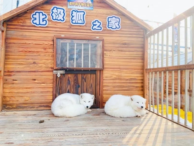 【无需预约~天津人家门口的滑雪场】仅99元抢门市价120元的【冰雪节套餐】天津海昌极地海洋公园滑雪场场内8大滑雪项目通玩(极地动物大合集、七彩雪道、疯狂飞碟、超级碗、阿里巴巴大探宝、迷你摩托、雪地飞车、平衡车)等~【天津海昌极地冰雪节 ,承包剩余冬天里的欢乐与惊喜 ,生活中感受不到的欢声笑语 ,极地冰雪节给你!】周末节假日通用不加价