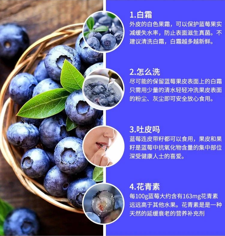 【年终粉丝福利·京东包邮·江浙沪皖配送到家·已经过核酸检测】仅138元享门市价288元的【智利进口蓝莓一箱】一箱12盒,每盒净重125g,共计:1.5kg!!!只选大颗,香甜爽口,爆浆浓郁,一口一个根本停不下来!