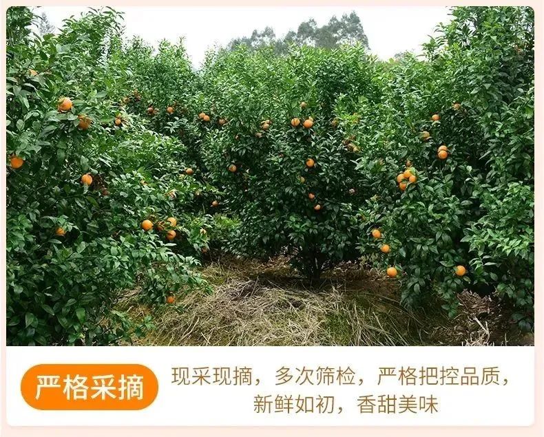 【千千生鲜】果肉饱满,果粒充盈水嫩,富含超多VC!29.9元=大果5斤,39.9元=大果9斤,抢【正宗四川不知火丑橘】,原产直达,品质保证!