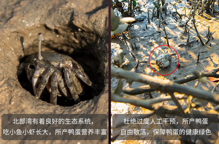 【千千生鲜年货必备】【一戳就流油丨鲜美程度堪比蟹黄】仅19.9元=20枚装抢价值49.9元的旦尚皇海鸭蛋!来自广西特产-海鸭蛋!个大饱满,细腻沙软~轻咬一口,唇齿生香,美味面前,无人能挡!