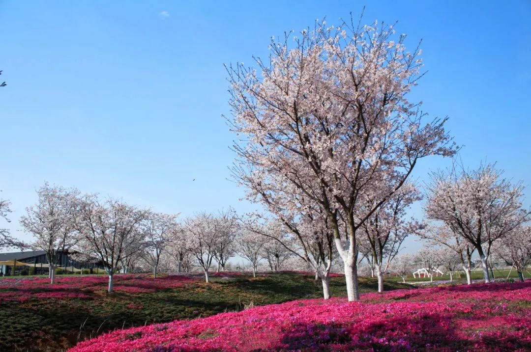 3月赏花季 伏热花海 现仅29 9 39 9元限时抢伏热花海赏花套票 360 浪漫花田美到哭 阳春三月马上走起 芭芭拉